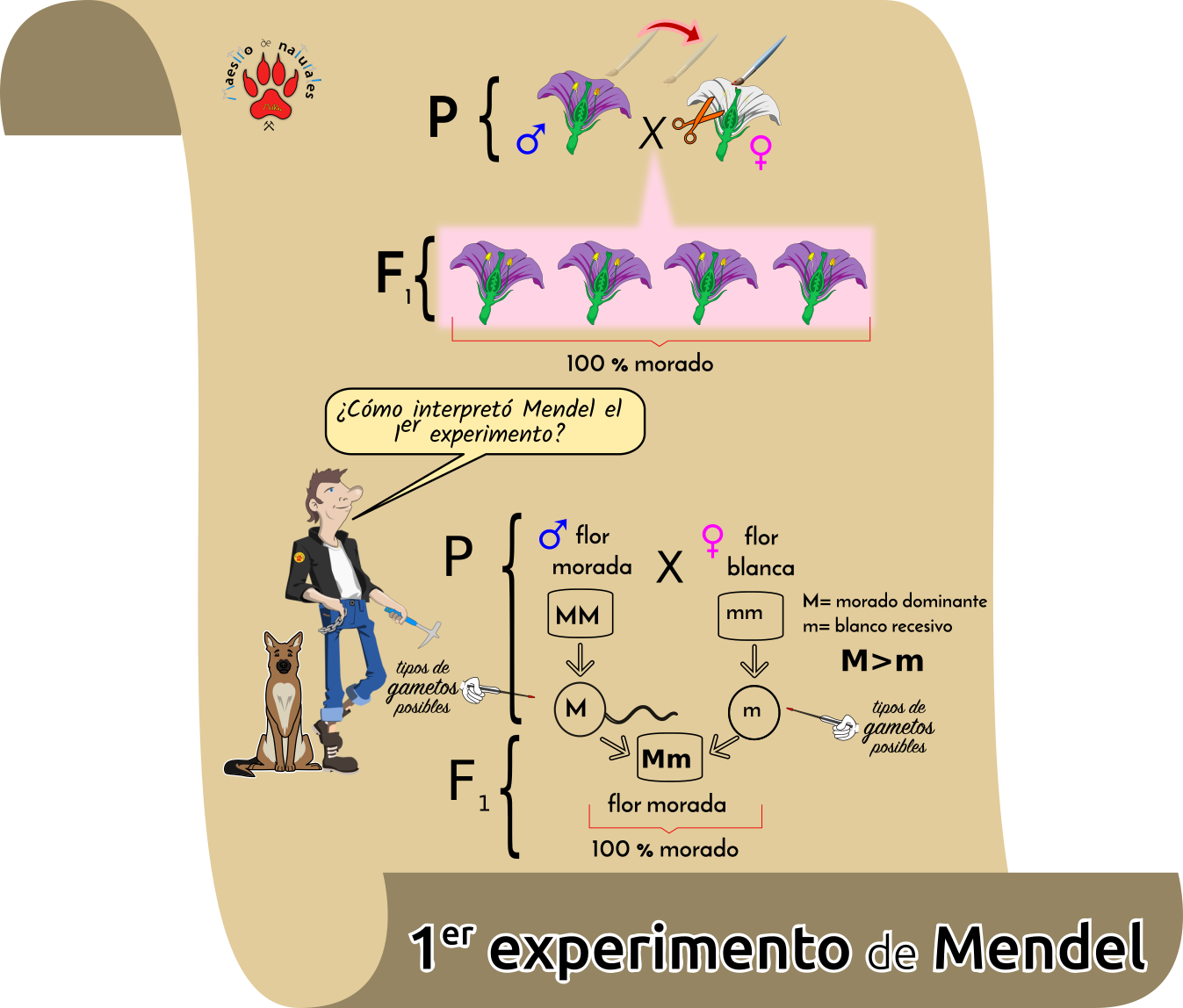 Tema 13.2 De Los Experimentos De Mendel A Las Leyes De Mendel